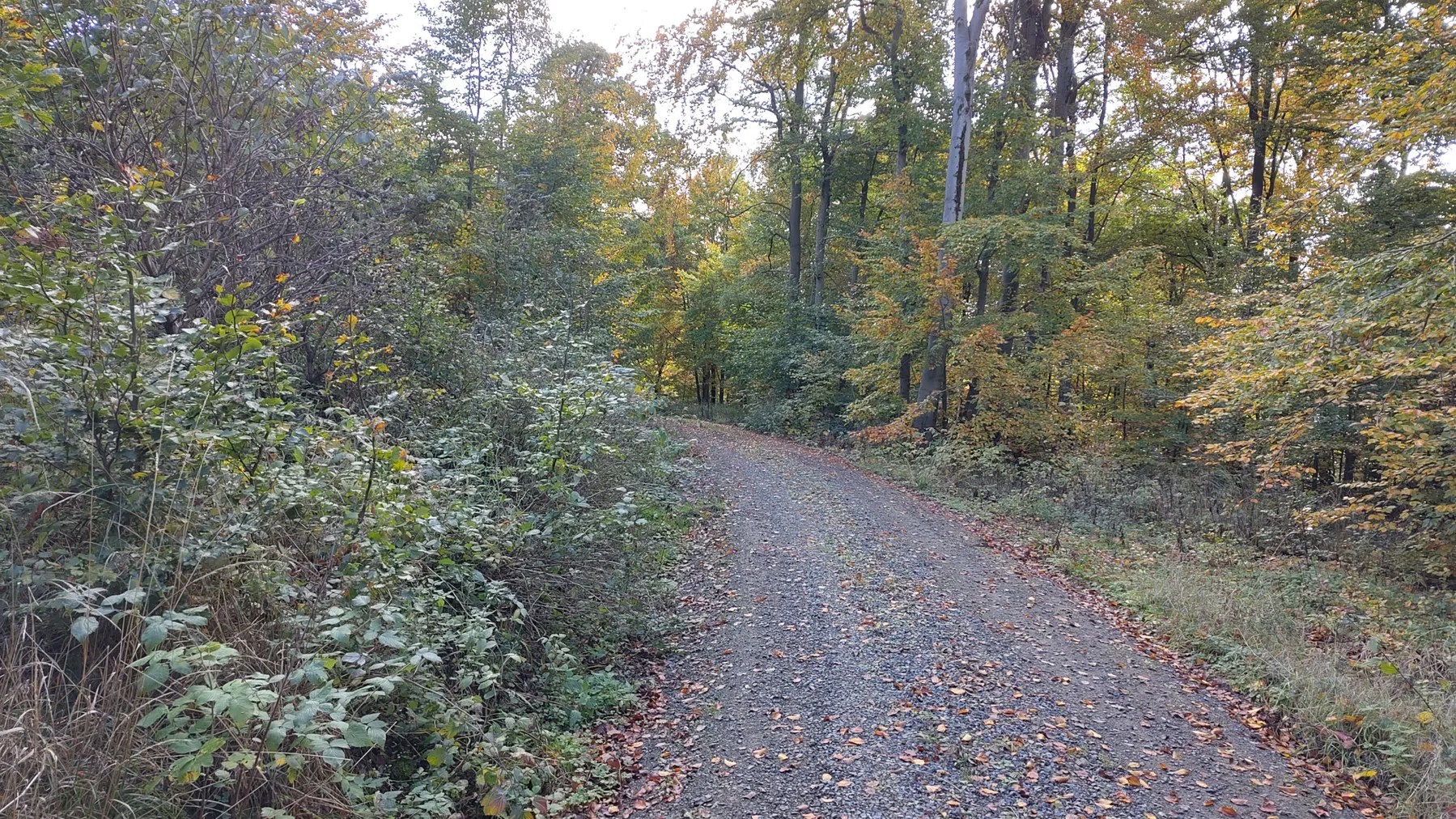Gravellen in de Harz